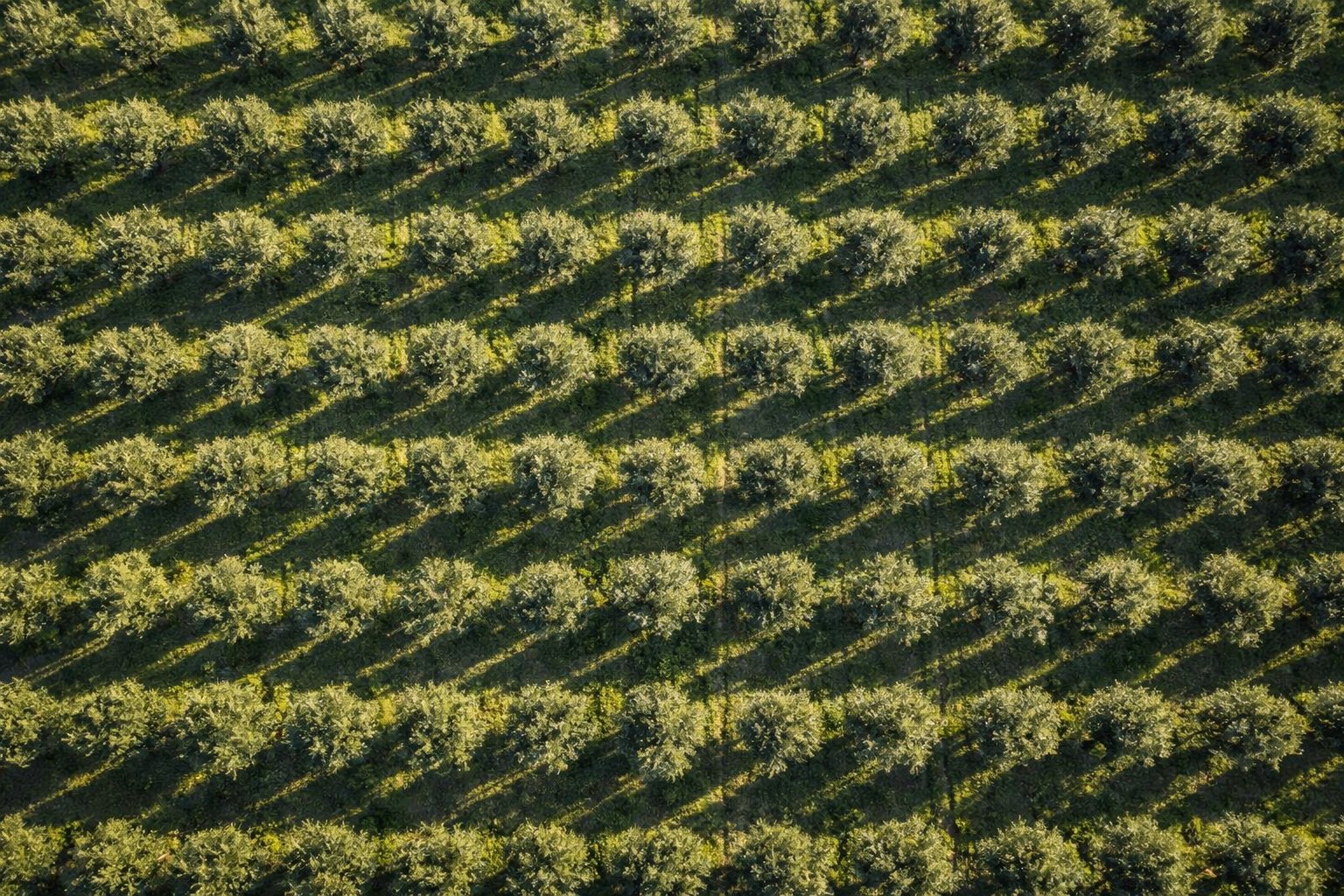 Фундукова плантація, вигляд зверху